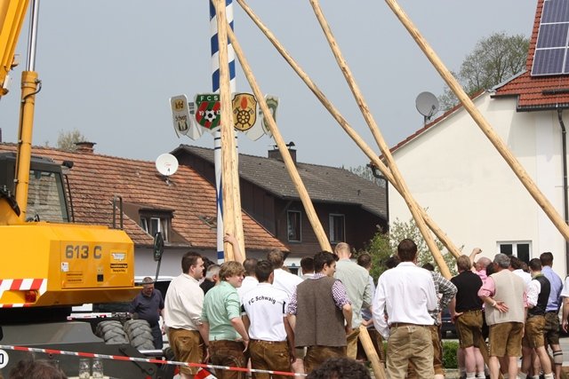 Maibaum 2013